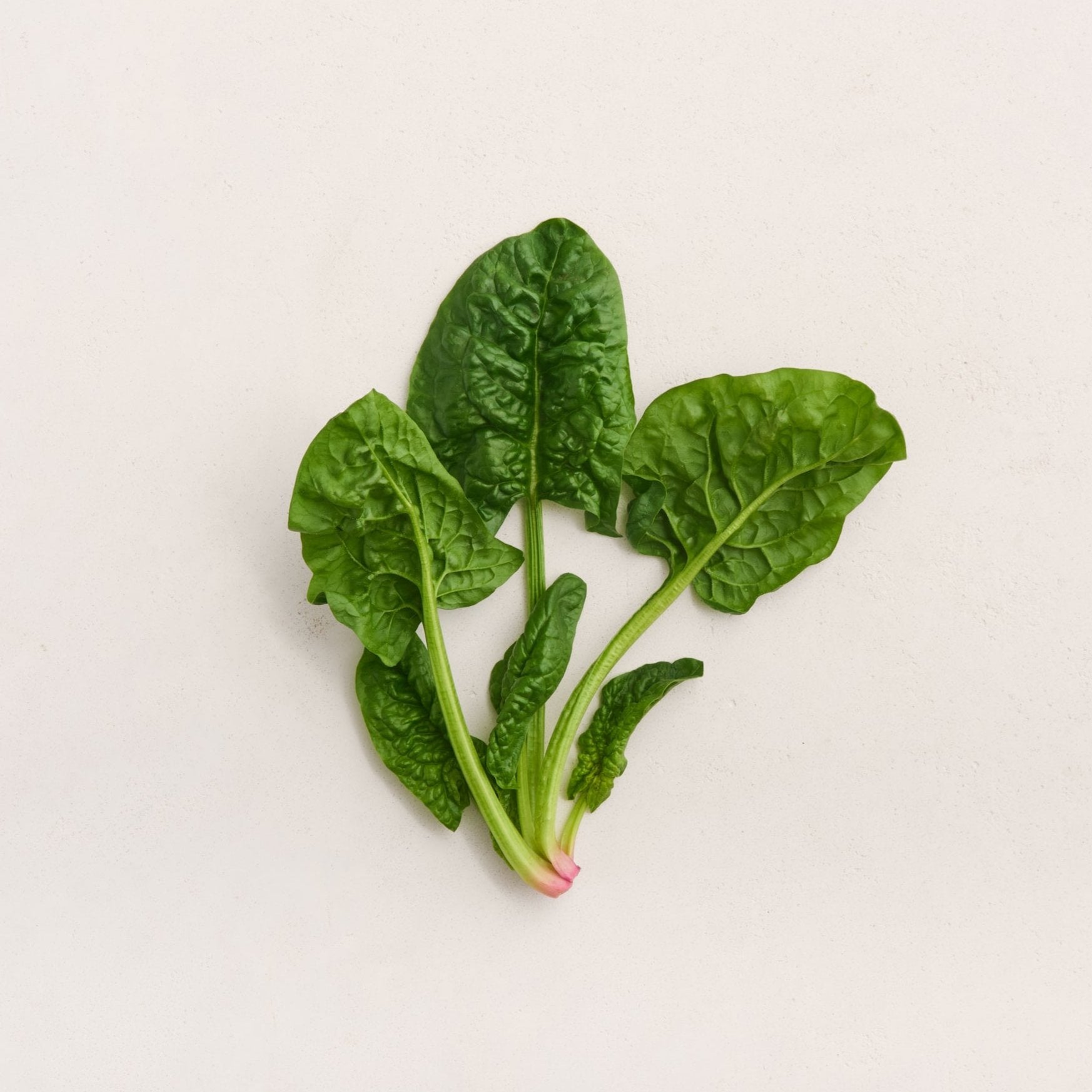 Winter Bloomsdale Spinach Seeds