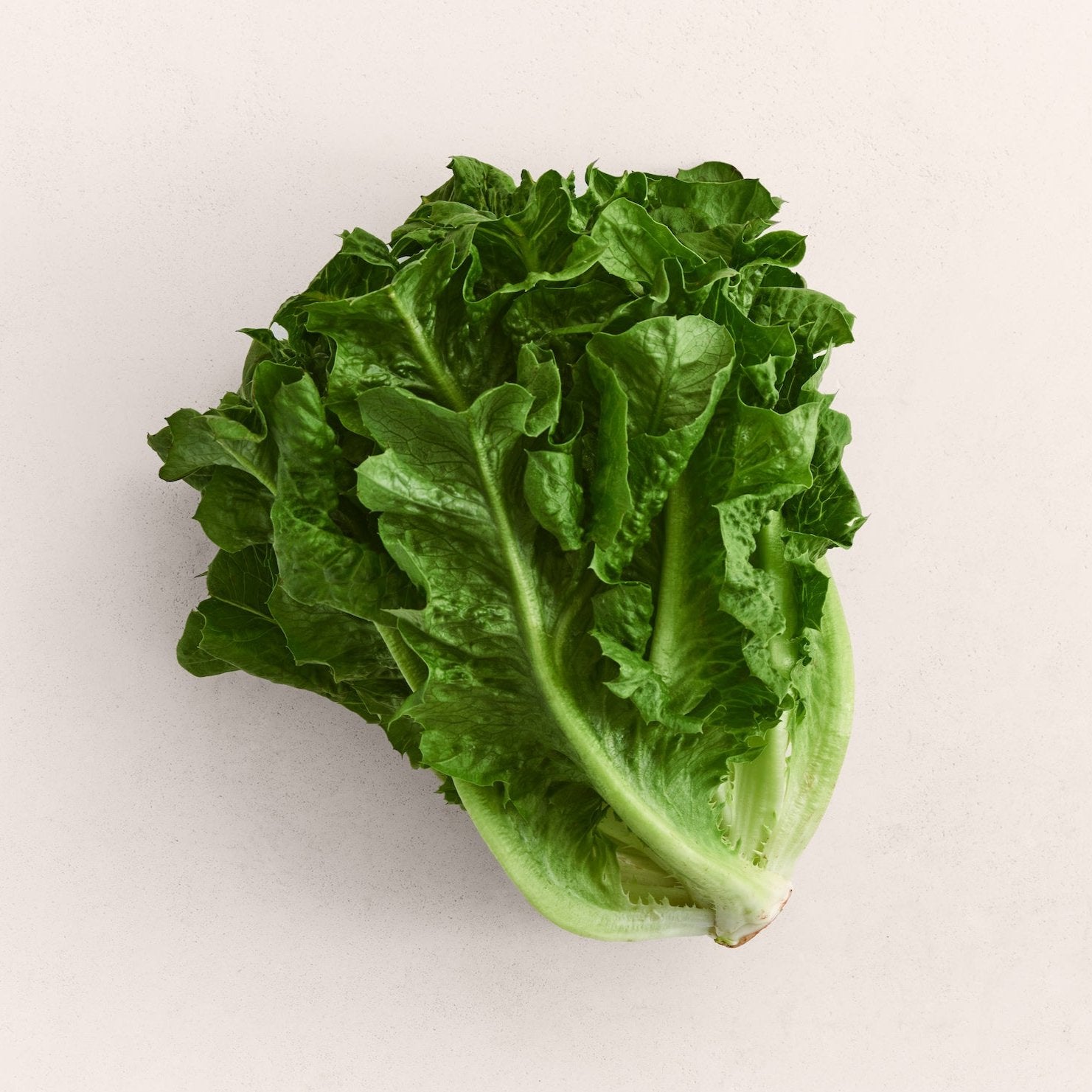 Dino Lettuce Seeds