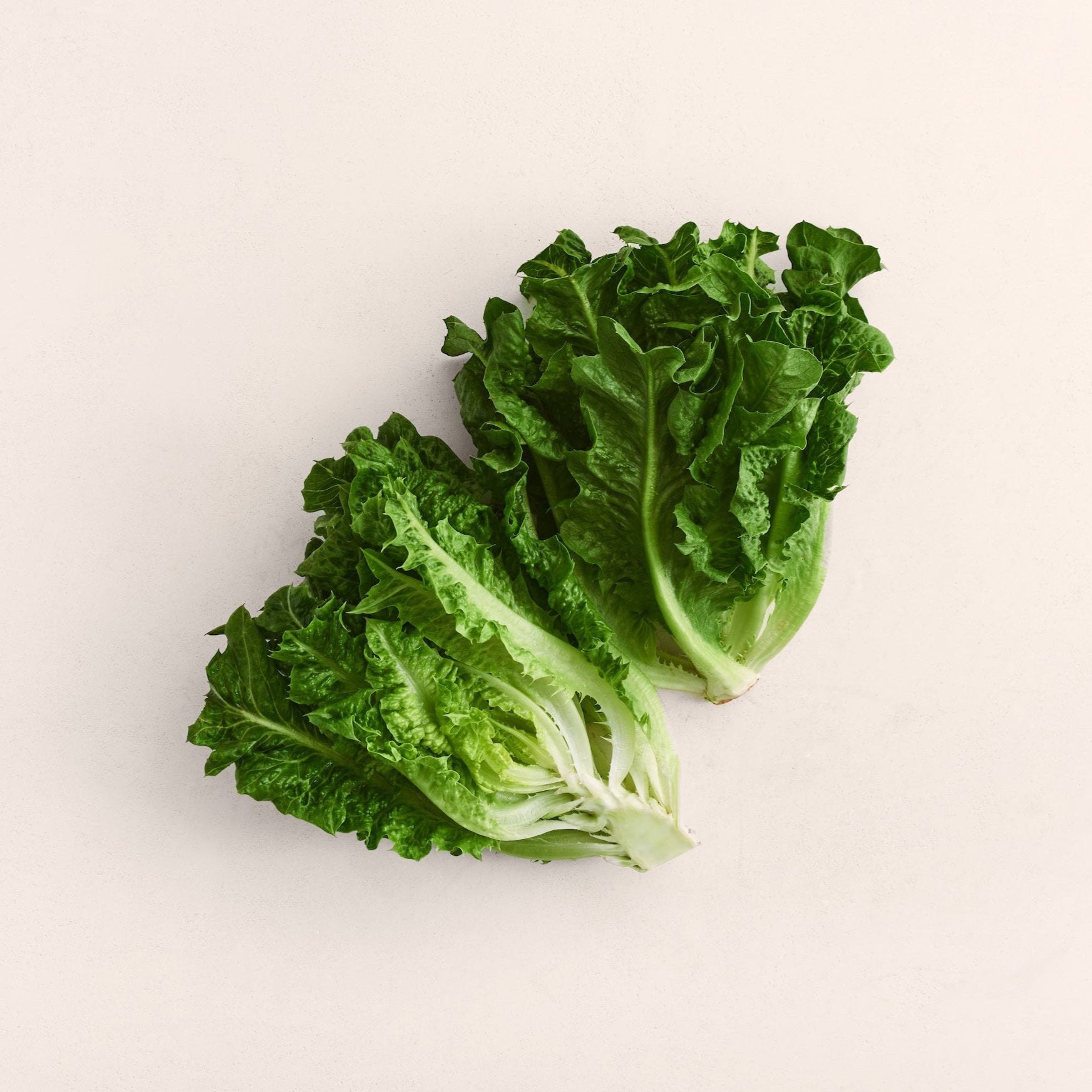 Dino Lettuce Seeds