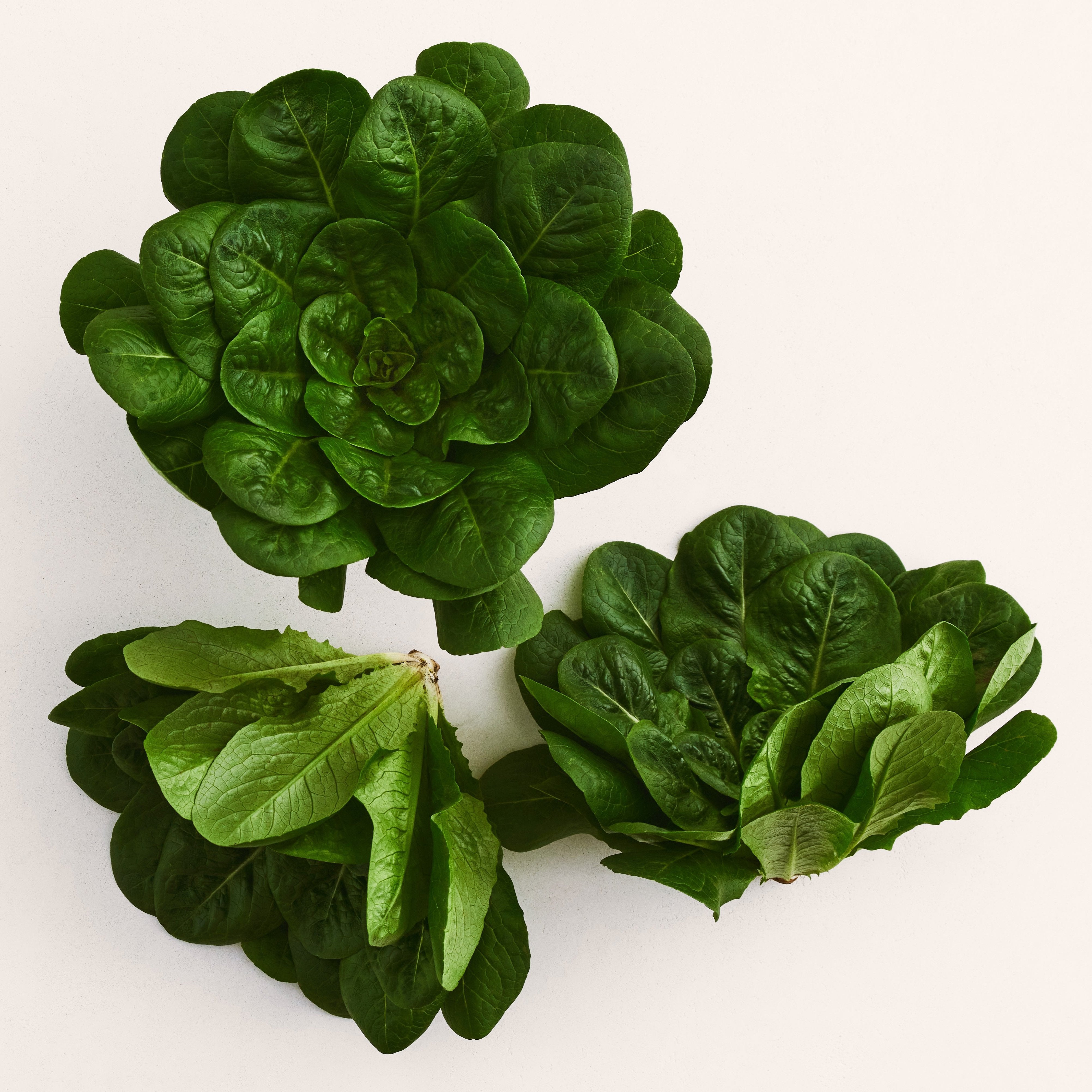 Spinach Lettuce Seeds